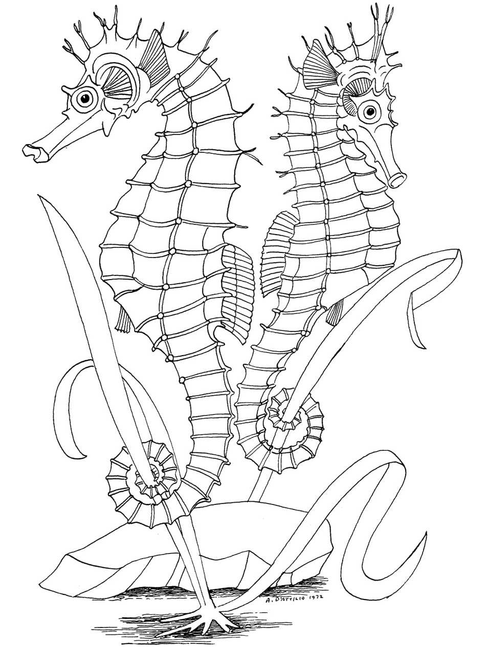 ocean coloring pages