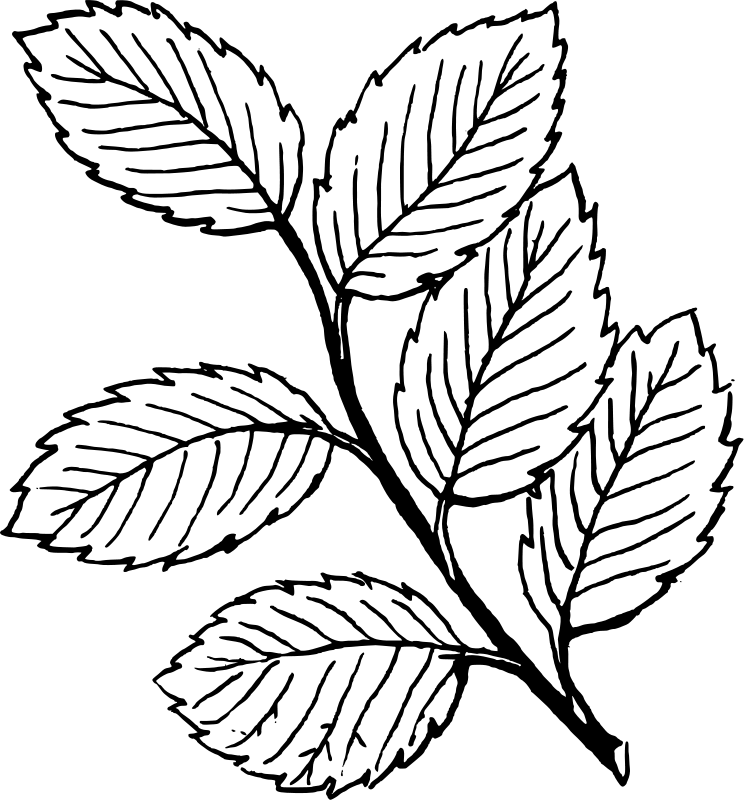 leaf coloring pages