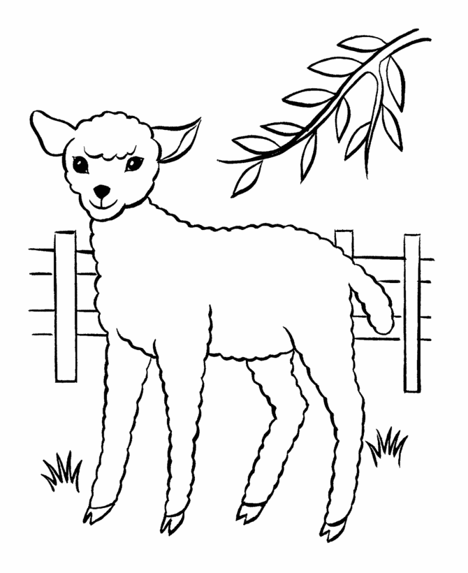 Free Printable Sheep Coloring Pages For Kids