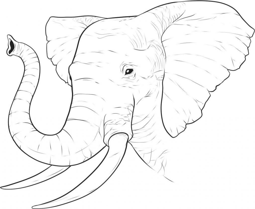 African Elephant Coloring Page