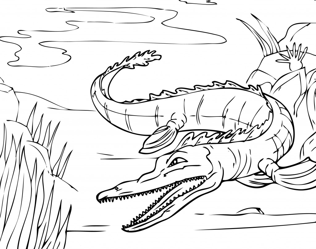 Alligator Coloring Page Photo