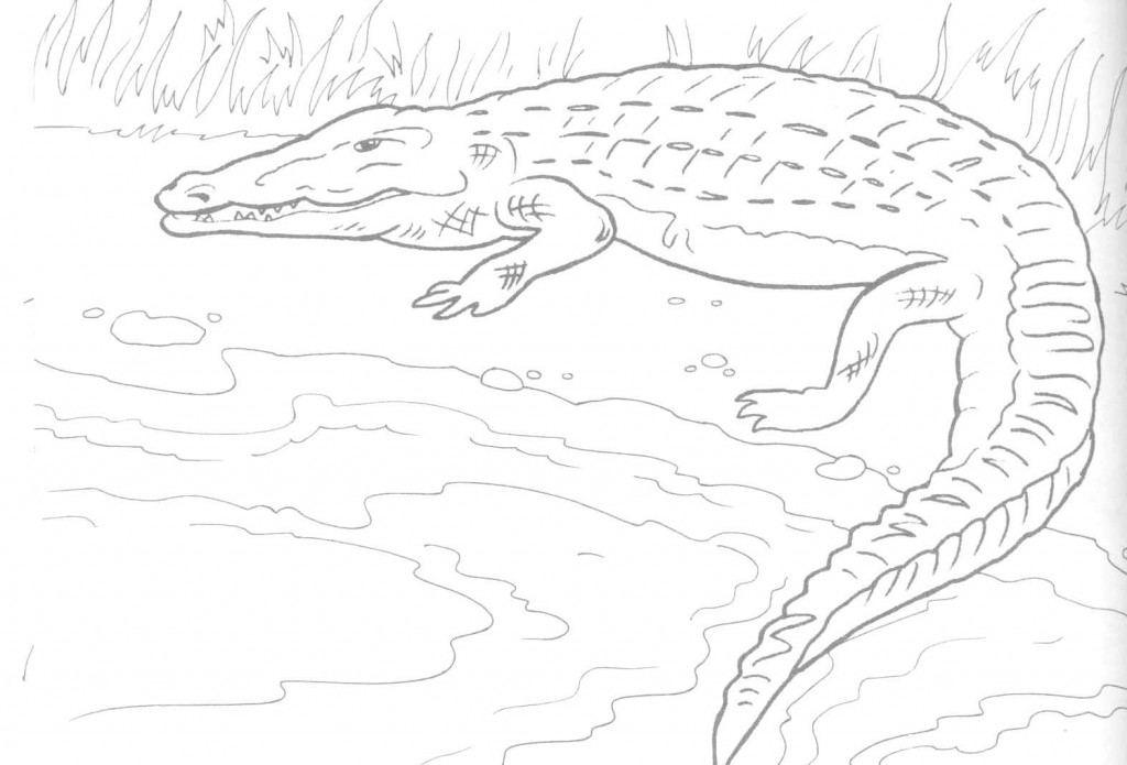 Alligator Coloring Page Picture