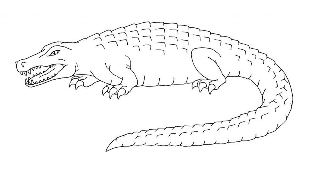 Alligator Coloring Pages For Kids