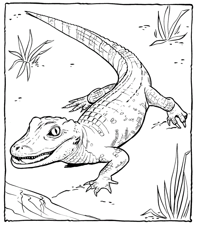 Alligator Coloring Pages Photos