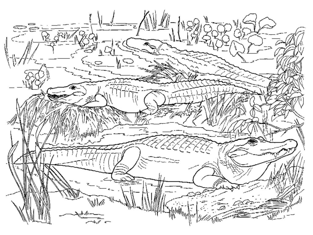 Download Free Printable Alligator Coloring Pages For Kids