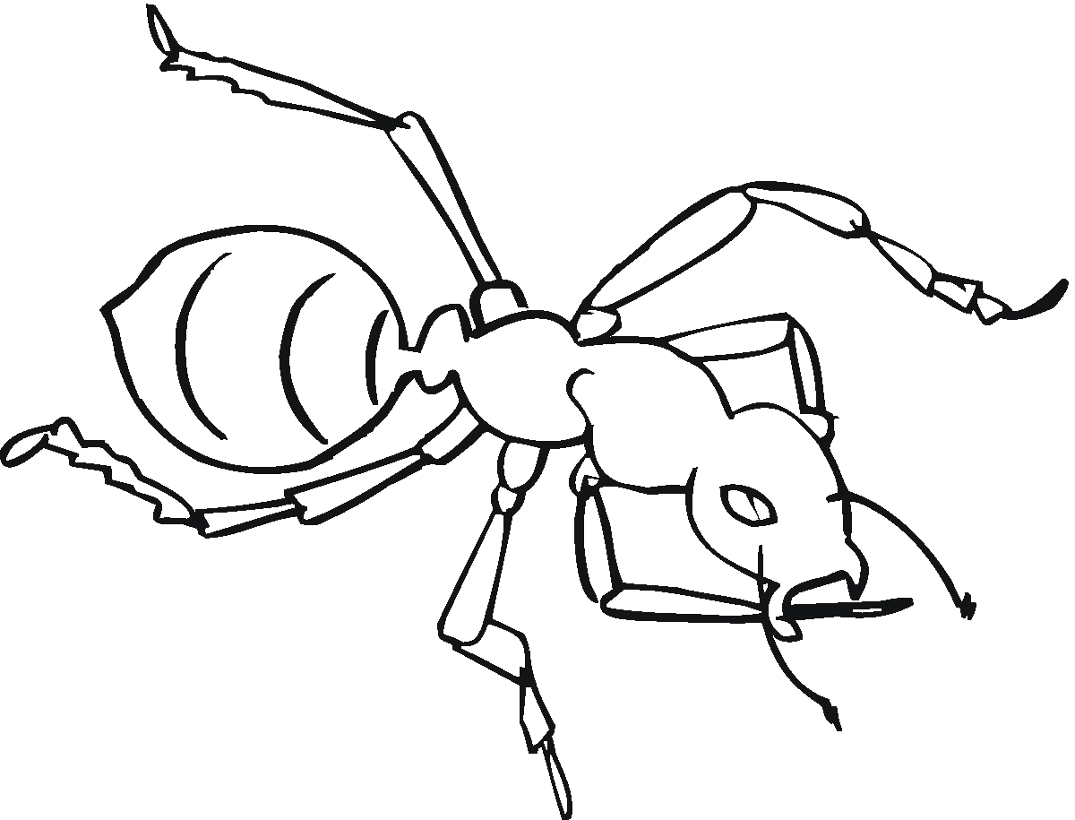 ant coloring page