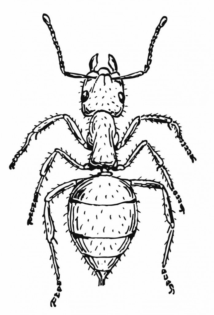 Ant Coloring Page