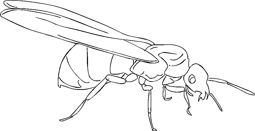 Ant Coloring Page Pictures