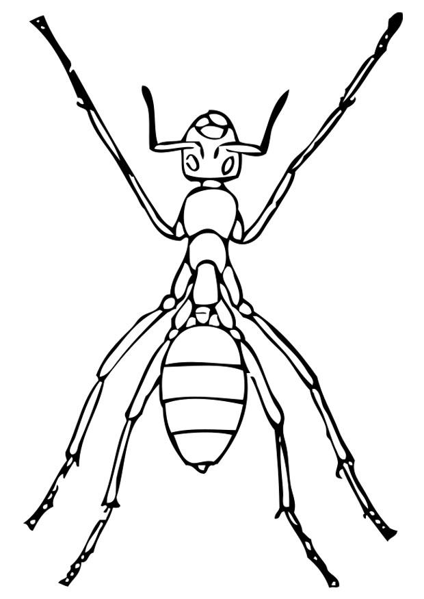 Ant Coloring Pages Images