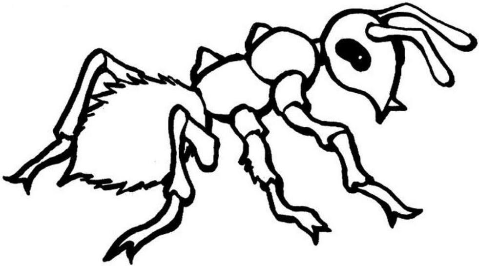 Ant Coloring Pages Kids