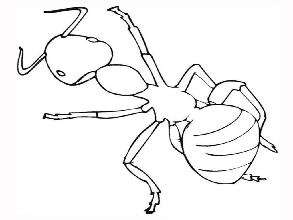 Ant Coloring Pages Print