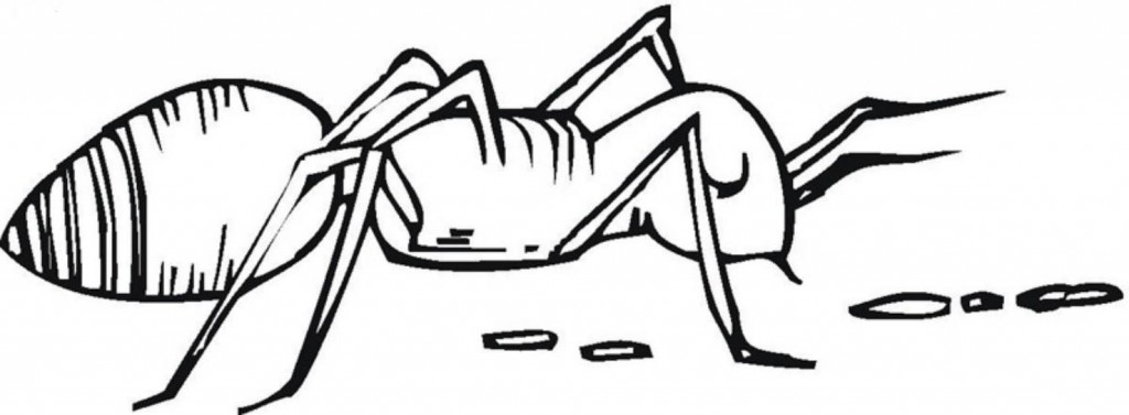 Ant Pictures Coloring Pages