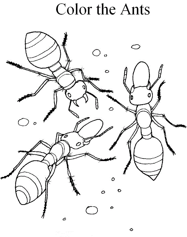 Free Printable Ant Coloring Pages For Kids