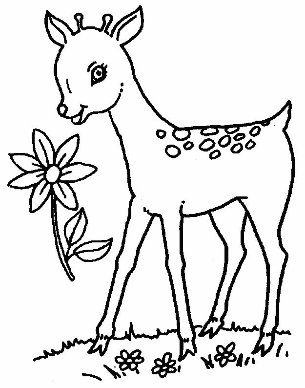 free printable deer coloring pages for kids