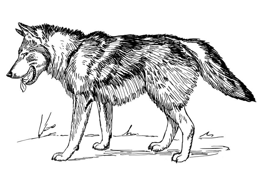 Free Printable Wolf Coloring Pages For Kids free-printable-wolf-coloring-pages-for-kids