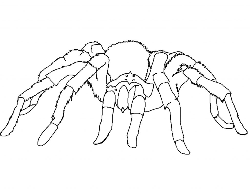 Black Widow Spider Coloring Page