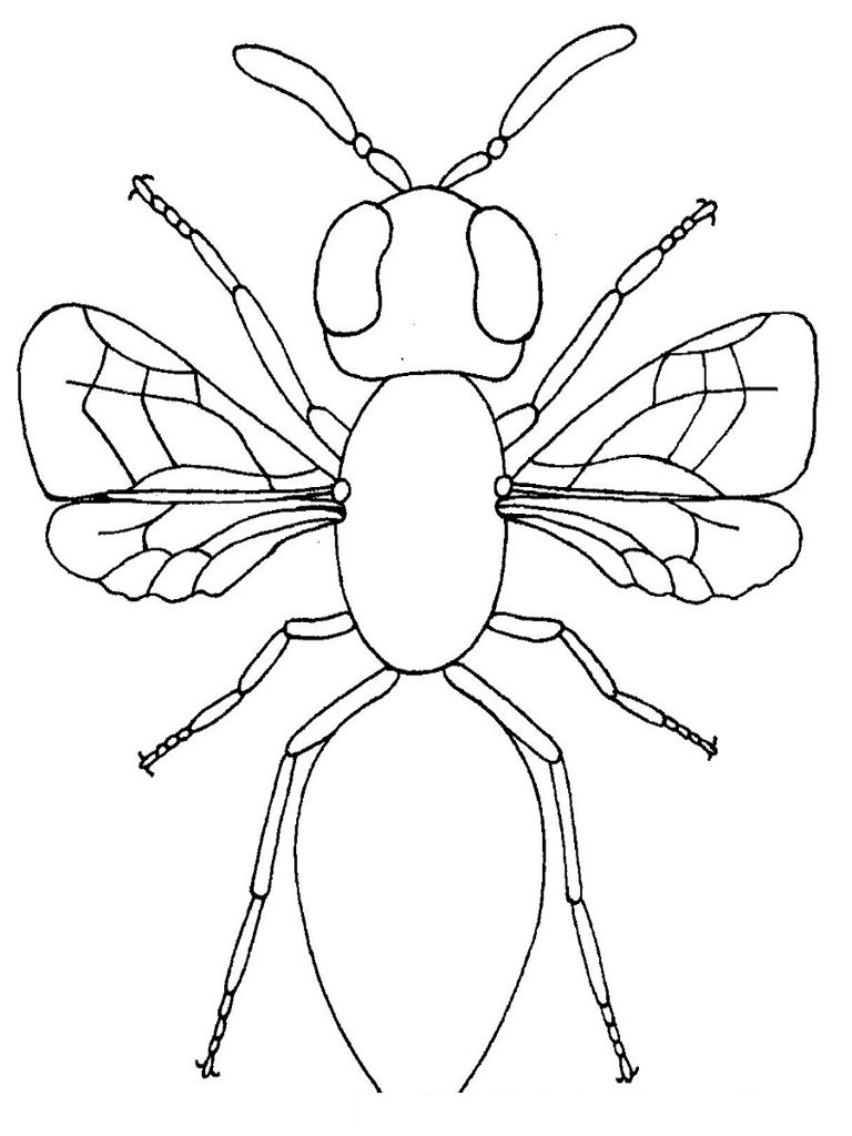 Free Printable Bug Coloring Pages For Kids