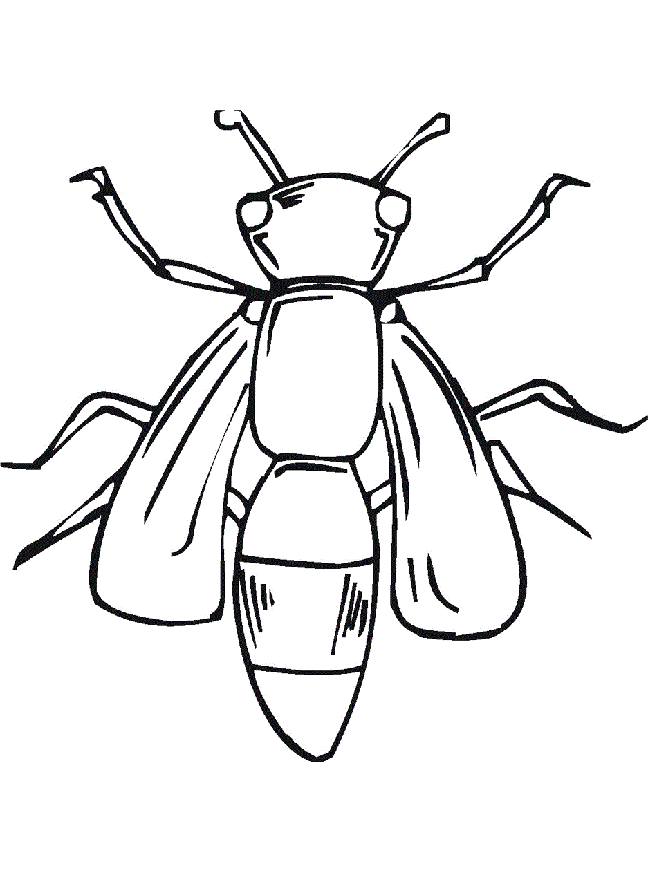 insect coloring pages