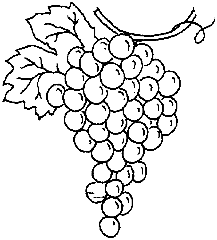 Bunch Of Grapes Coloring Page