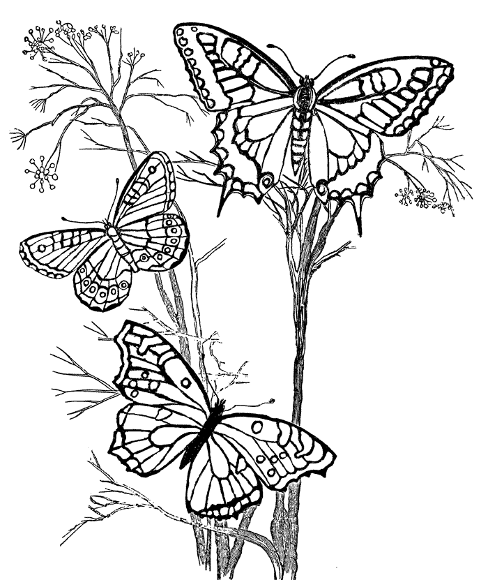 Pretty Butterfly Coloring Pages