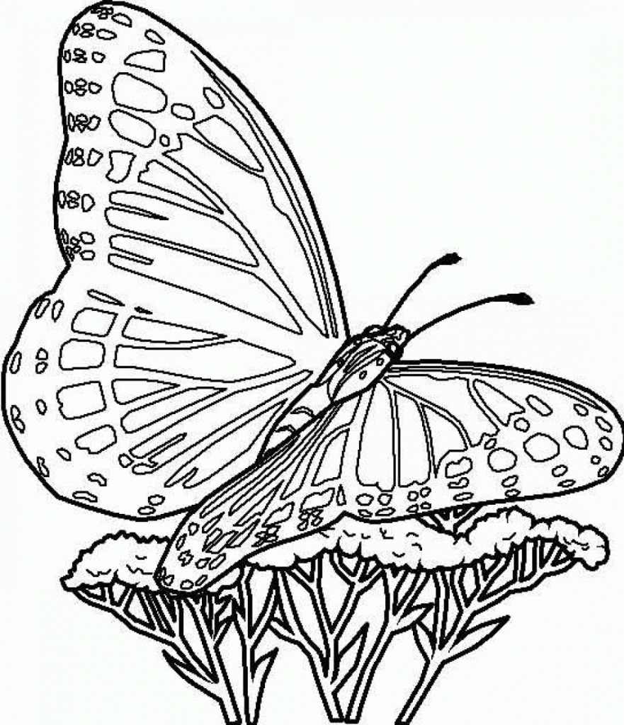 Butterflies Coloring Pages Printable