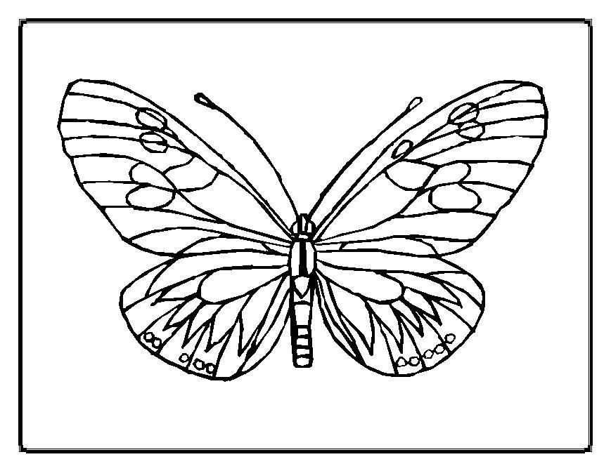 Butterfly Color Pages