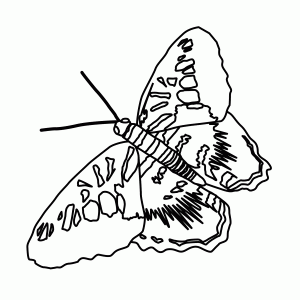 Free Printable Butterfly Coloring Pages For Kids