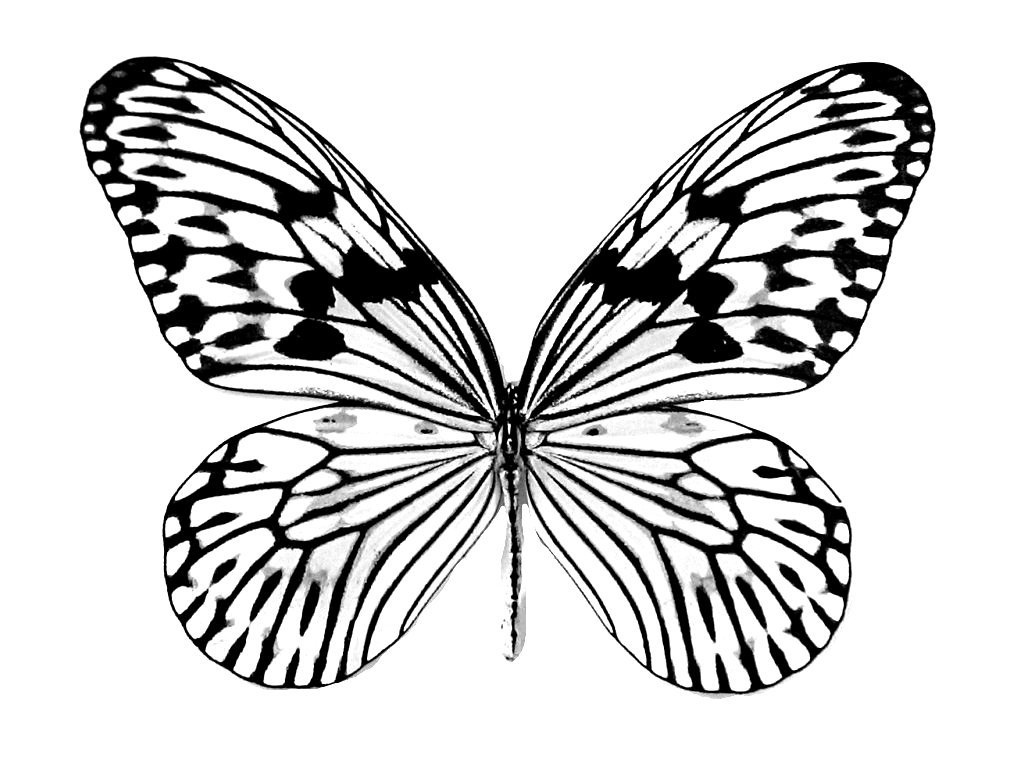 Free Printable Butterfly Coloring Pages For Kids