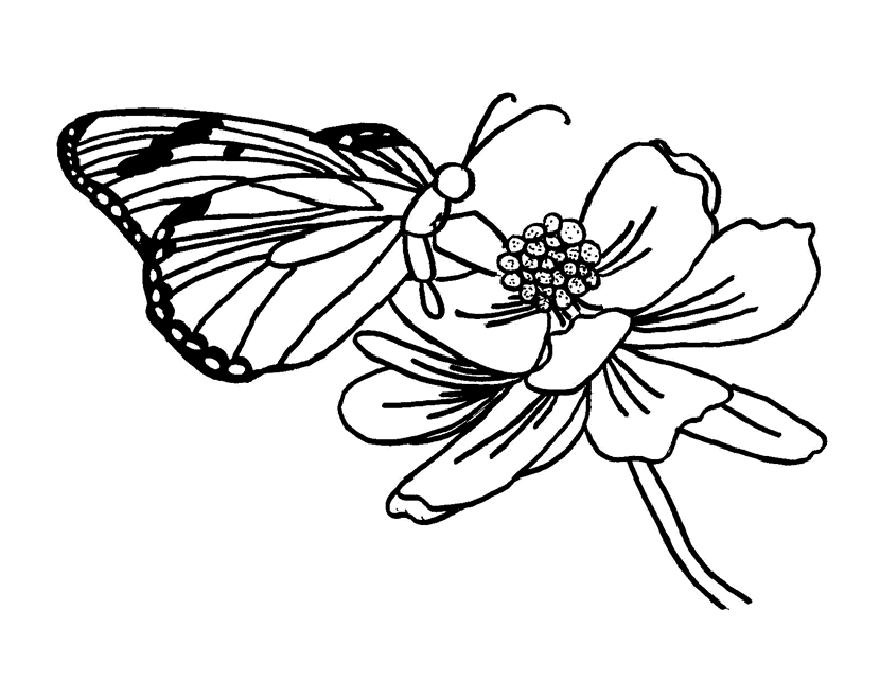 Butterfly Feeding Coloring Page