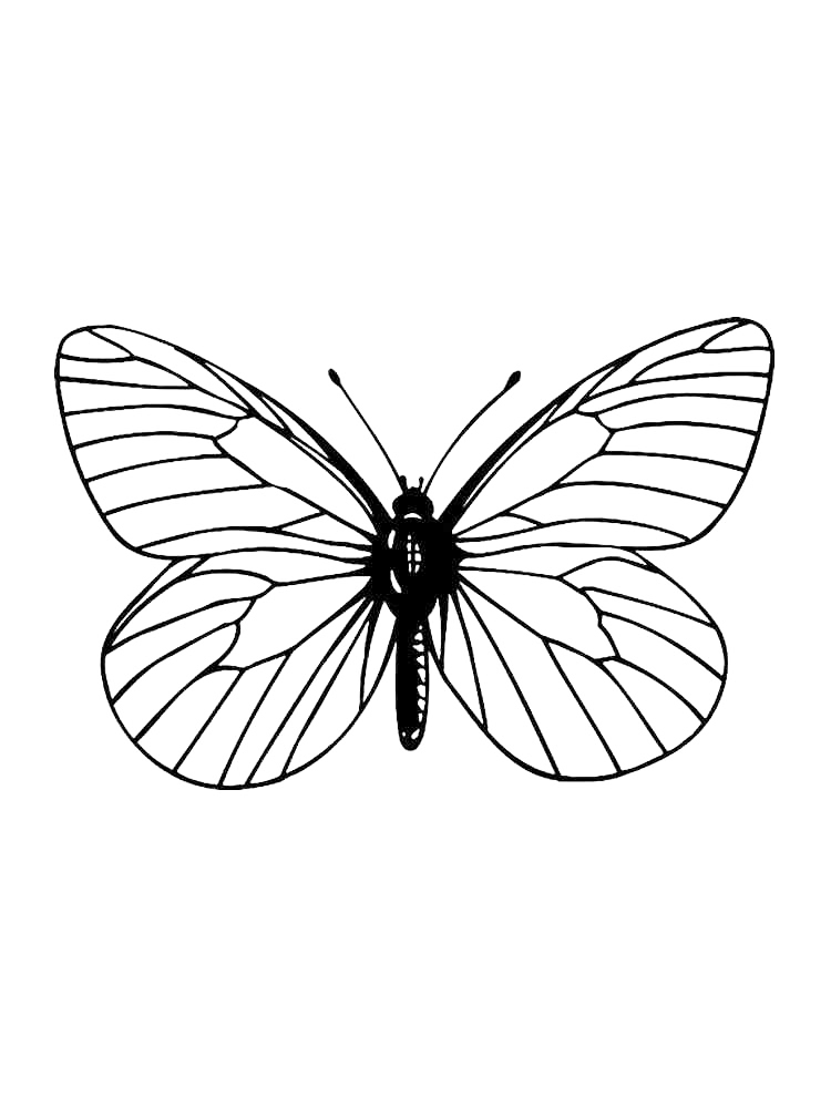 Butterfly Moth Coloring Page