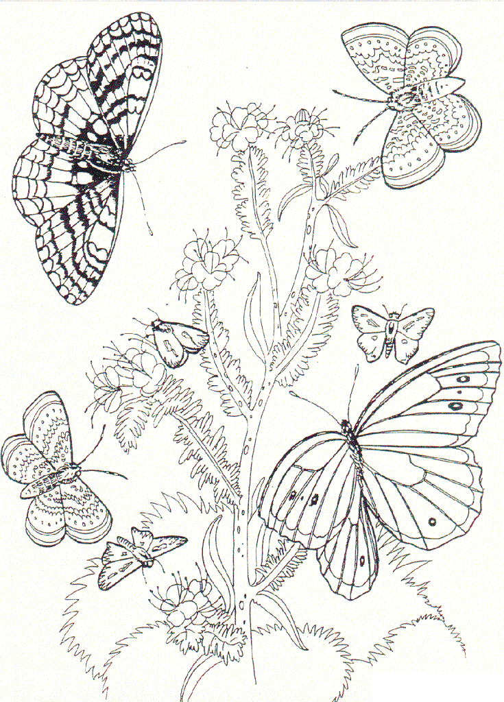Butterfly and Flower Coloring Pages