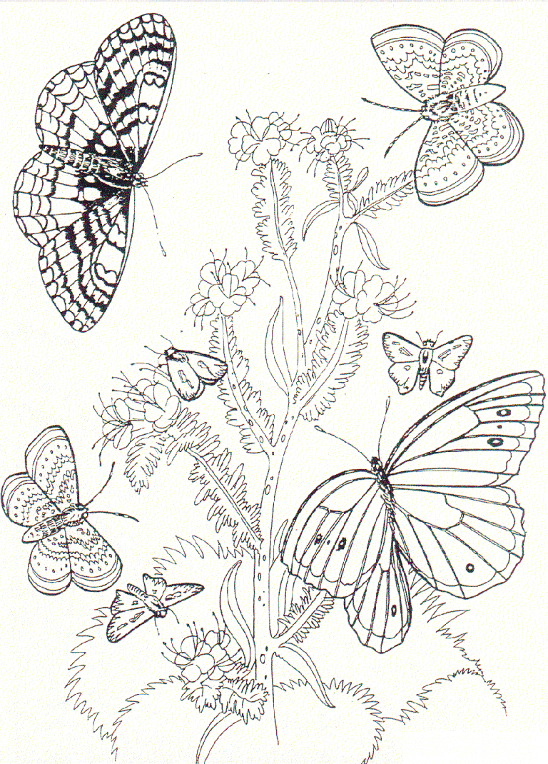 Butterflies coloring page