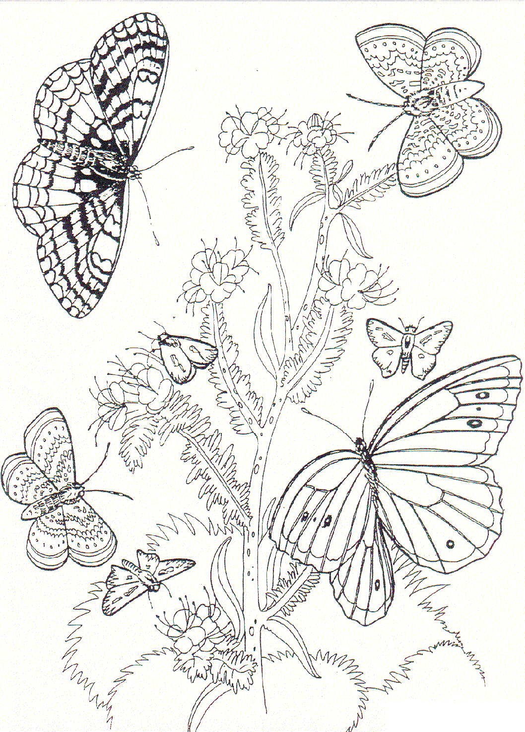 Effortfulg: Flowers And Butterflies Coloring Pages