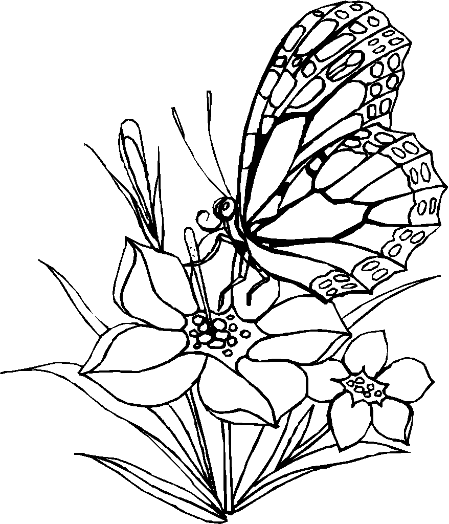 Butterfly On Flower Coloring Page