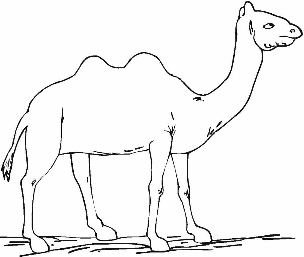 Camel Color Page