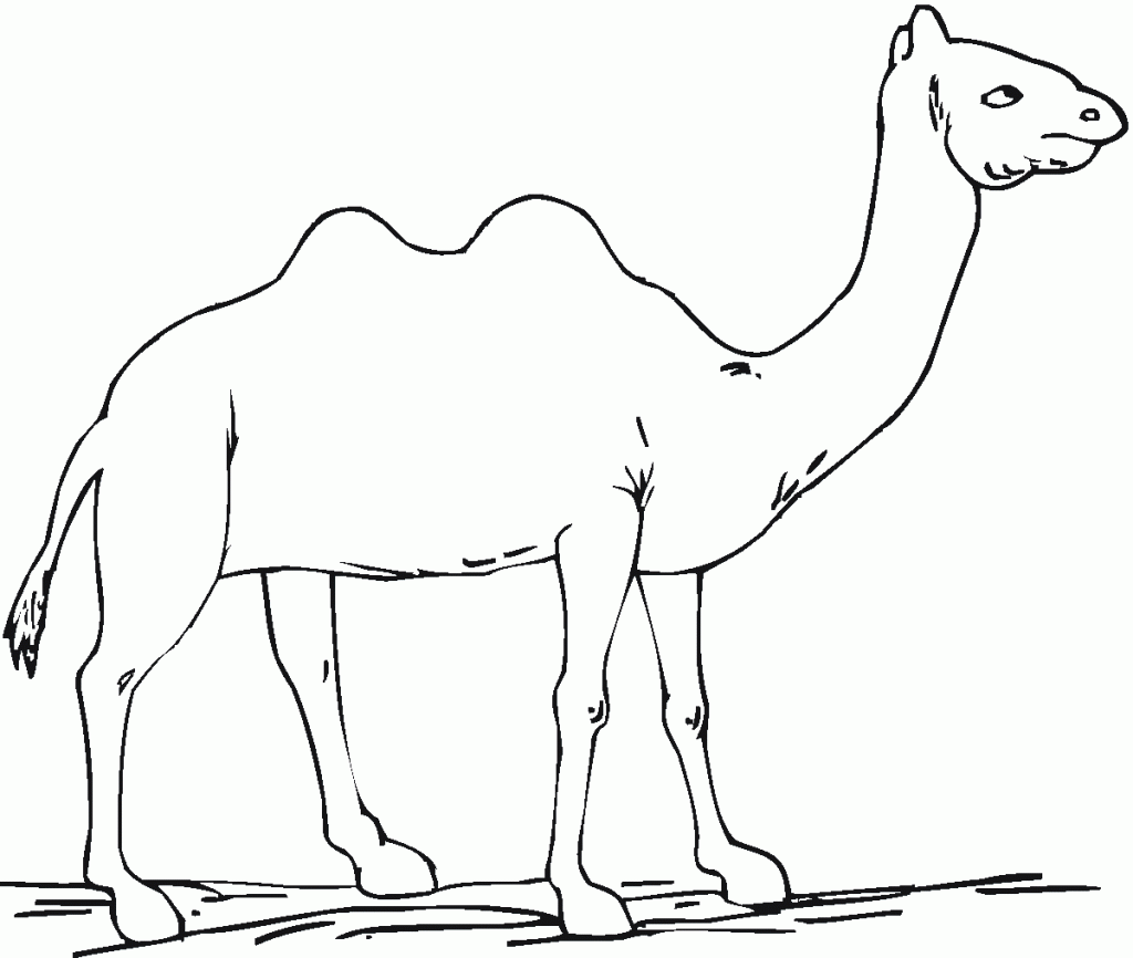 Free Printable Camel Coloring Pages For Kids