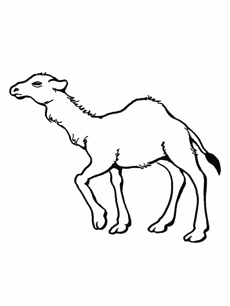 Download Free Printable Camel Coloring Pages For Kids