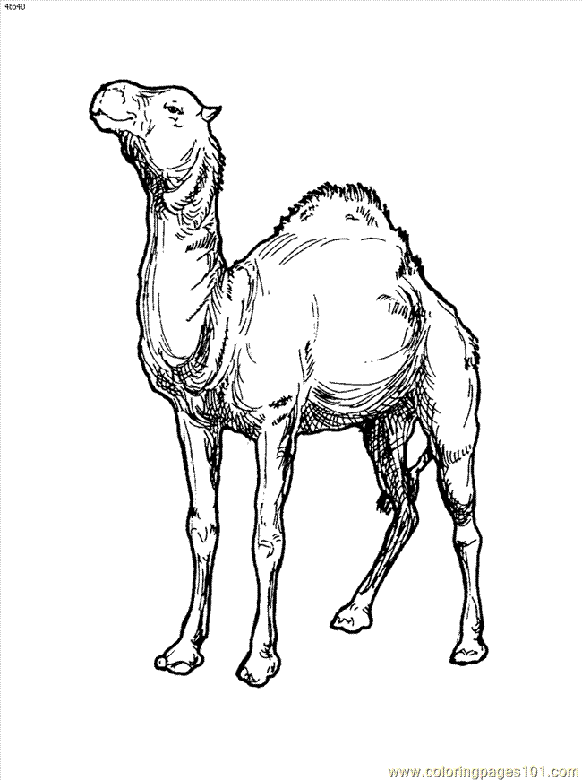 Camel Coloring Page Images