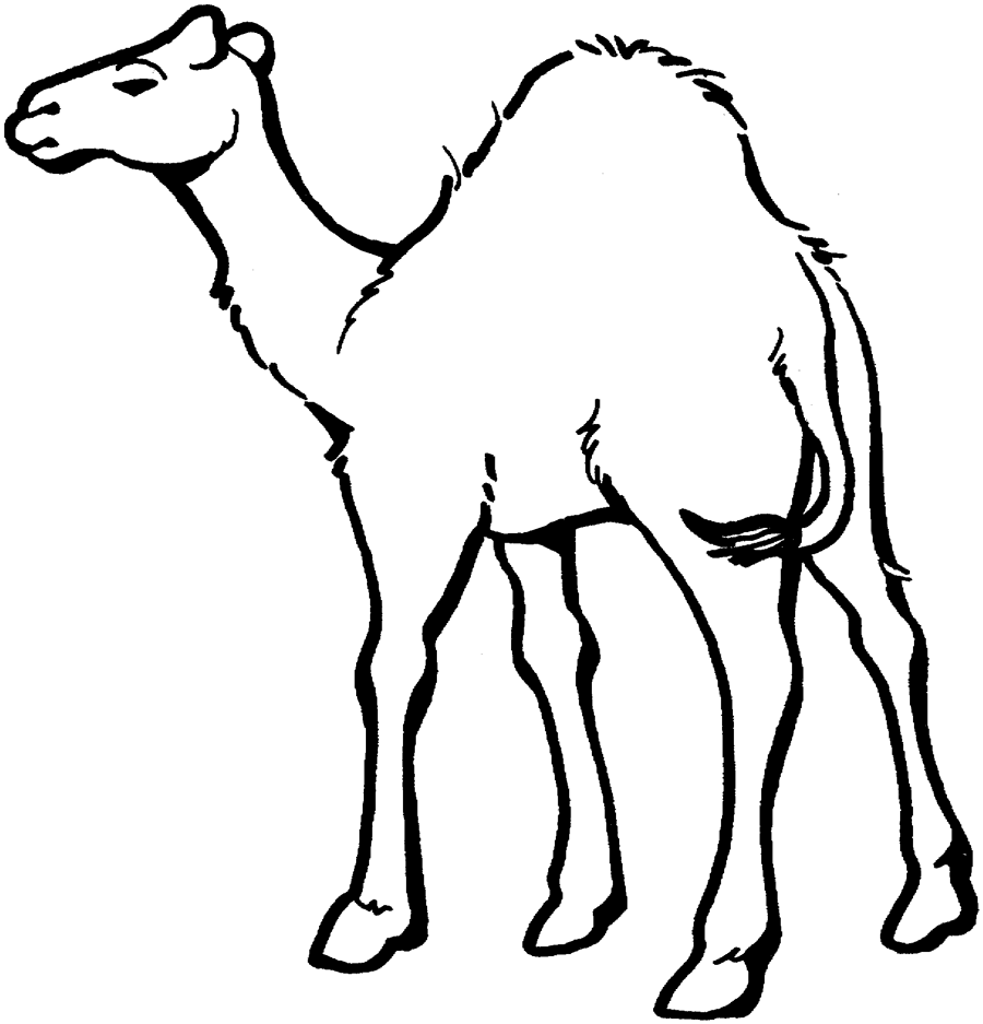 Camel Coloring Pages Photos
