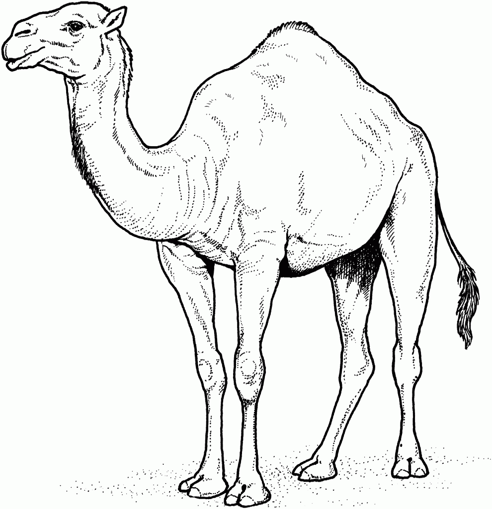 Camel Pictures Coloring Pages
