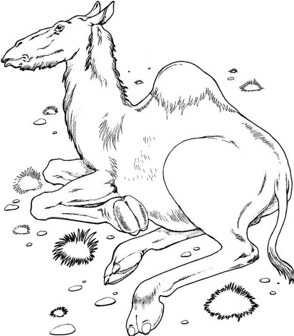 free-printable-camel-coloring-pages-for-kids