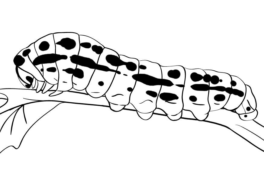 Caterpillar Coloring Pages Pictures