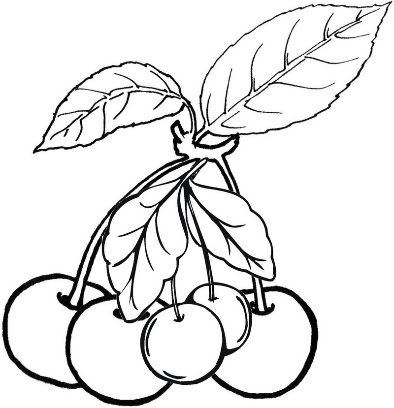 Cherries - Fruit Coloring Pages