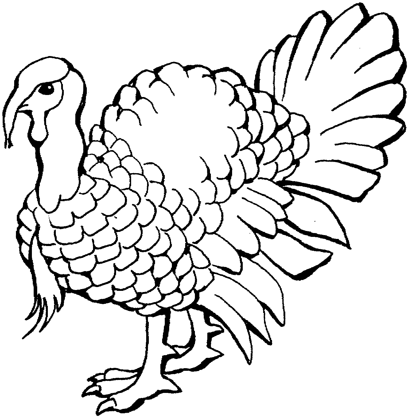 Thanksgiving Turkey Drawings In Color
