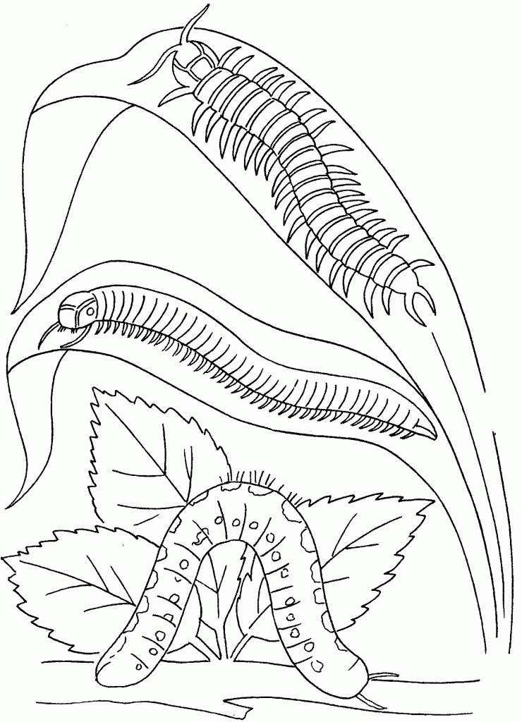 Coloring Page of Caterpillar