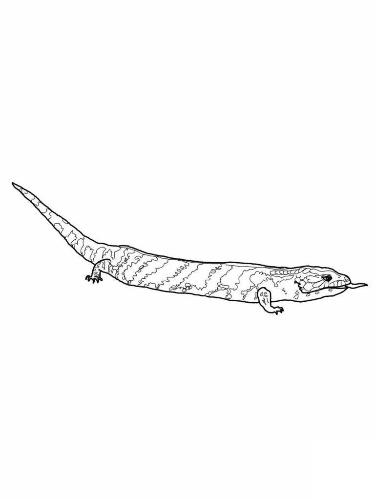 Coloring Page of Lizard