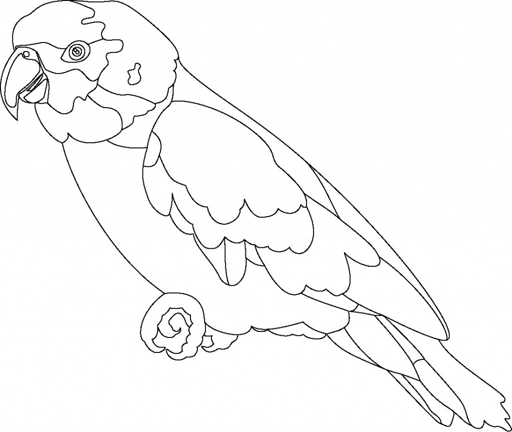 Coloring Page of Parrot For Kids