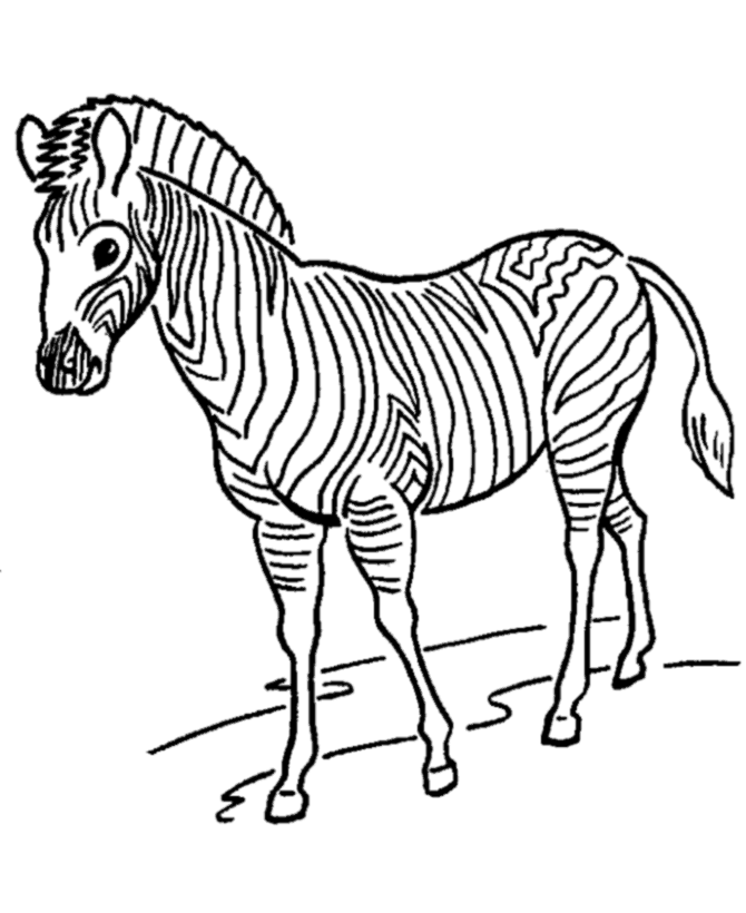 Coloring Page of Zebra