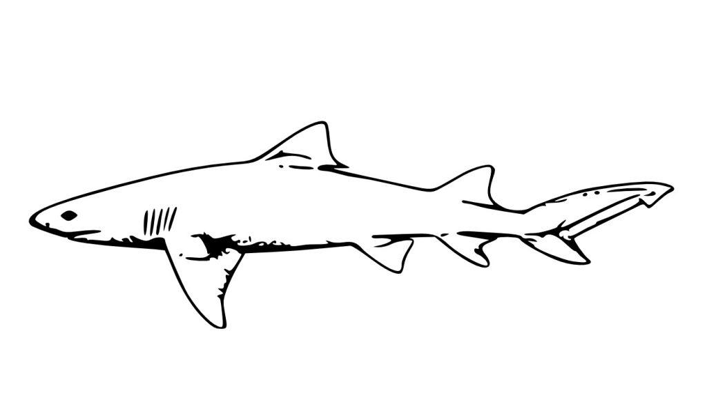 Coloring Page of a Shark