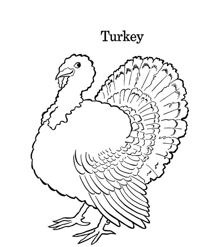 Coloring Page of a Turkey